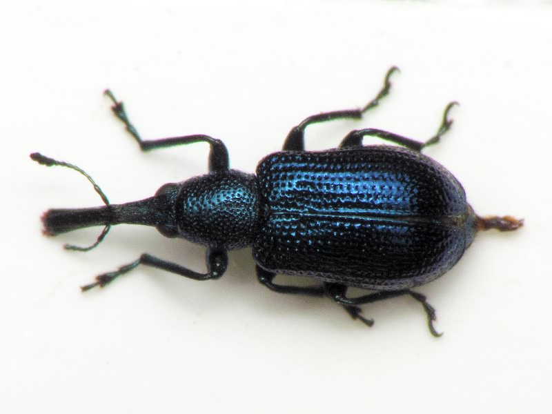 Temnocerus longiceps (Thomson, 1888)